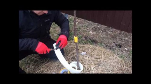 Картинка Сияние Великий Новгород